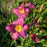 Daylily, Little Grapette Daylily