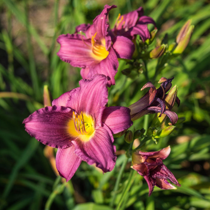 Daylily, Little Grapette Daylily