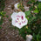 Hibiscus, Bali™ Rose of Sharon Hibiscus