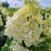 Hydrangea, Love-A-Lot™ Pink Hydrangea