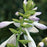 Hosta, Fragrant Bouquet Hosta