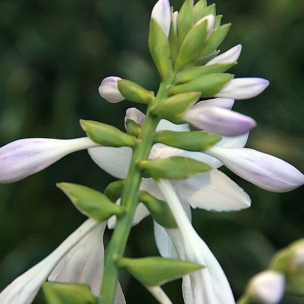 Hosta, Fragrant Bouquet Hosta