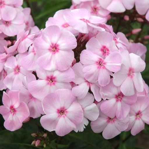 Phlox, First Editions® Cotton Candy™ Phlox