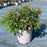 Rose, Pink Drift® Rose