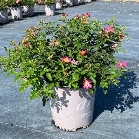 Rose, Pink Drift® Rose
