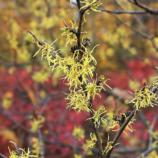 Witch Hazel, Harvest Moon Witch Hazel