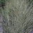 Grass, Morning Light Maiden Grass