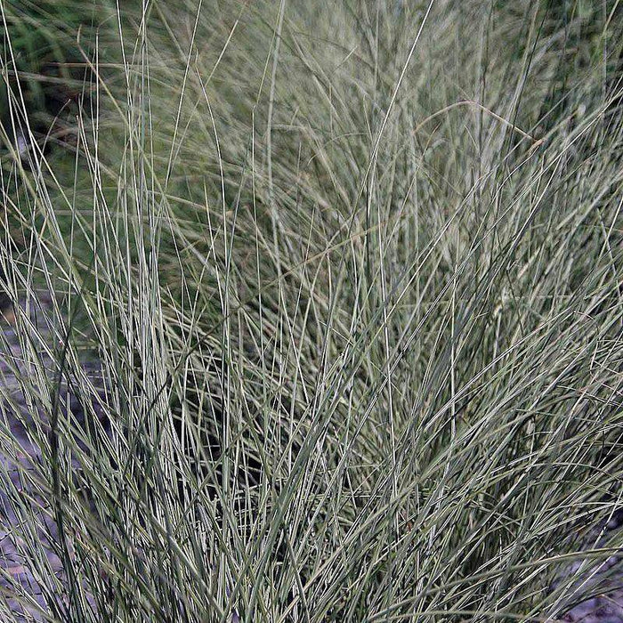 Grass, Morning Light Maiden Grass