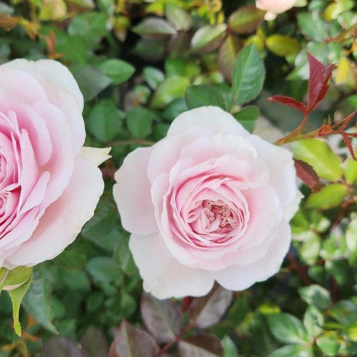 Rose, Silas Marner® Rose