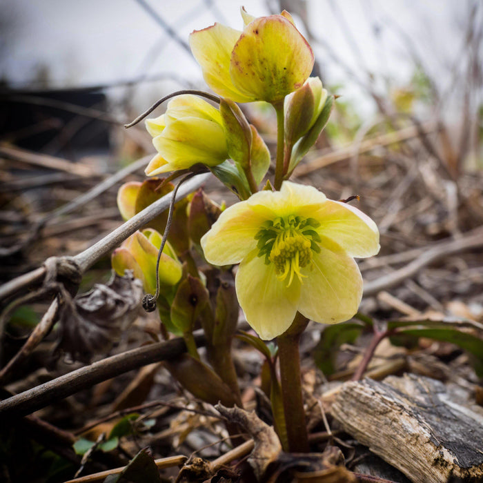Hellebore, HGC® Champion Lenten Rose
