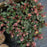 Hellebore, FrostKiss™ Pippa's Purple Lenten Rose