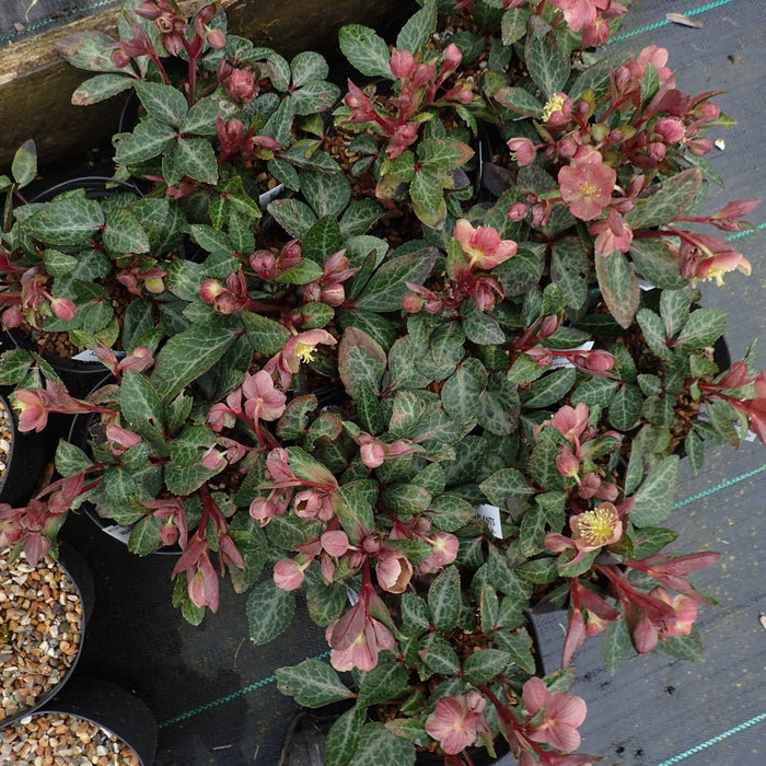 Hellebore, FrostKiss™ Pippa's Purple Lenten Rose