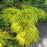 Grass, All Gold Japanese Forest Grass, Hakone Grass