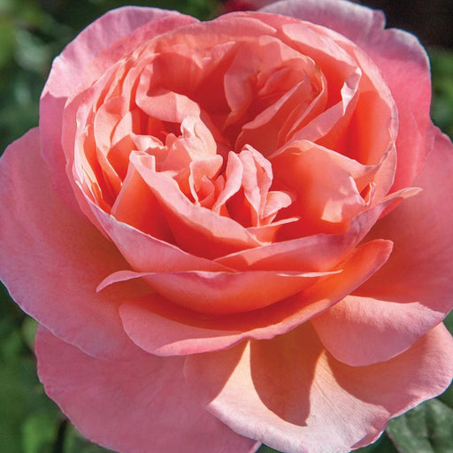 Rose, Sweet Mademoiselle Rose