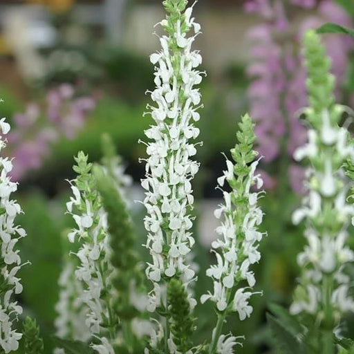 Salvia nemorosa 'Schneehügel'  - Snow Hill Meadow Sage