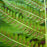 Fern, Lady Fern
