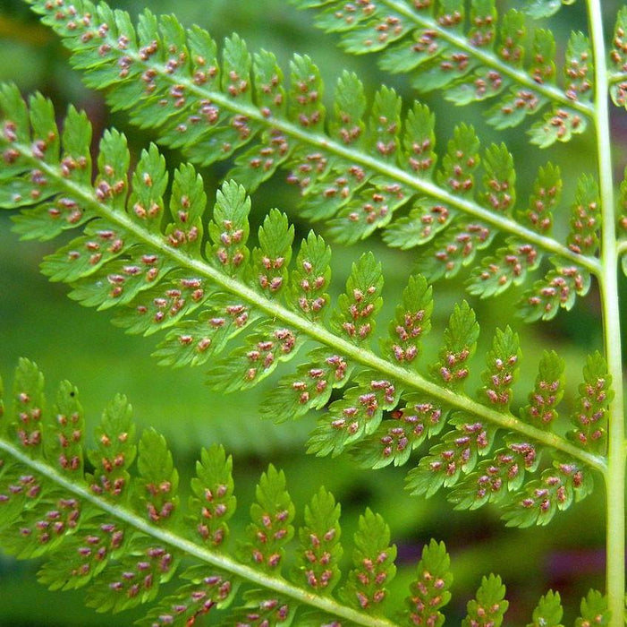 Fern, Lady Fern
