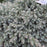 Juniper, Blue Star Juniper