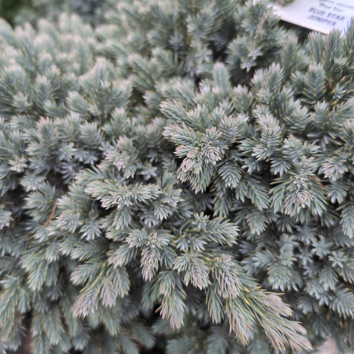 Juniper, Blue Star Juniper