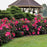 Hibiscus, Summerific® Evening Rose Hibiscus