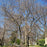 Serviceberry, Shadblow Serviceberry