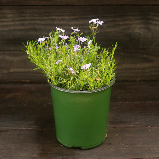 Phlox, Emerald Blue Creeping Phlox