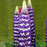 Lupine, Westcountry™ Blacksmith Lupine
