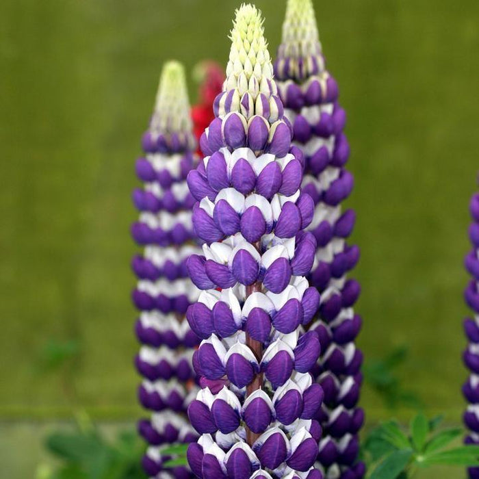 Lupine, Westcountry™ Blacksmith Lupine