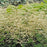 Goat's Beard, Misty Lace Goat's Beard