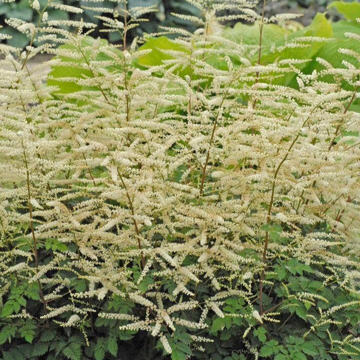 Goat's Beard, Misty Lace Goat's Beard