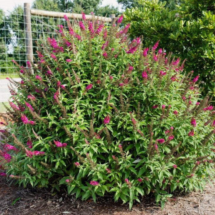 Butterfly Bush, First Editions® Funky Fuchsia™ Butterfly Bush