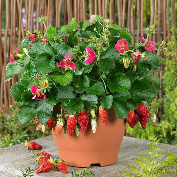 Strawberry, Tristan Strawberry