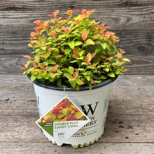 Spirea, Double Play® Candy Corn® Spirea