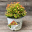 Spirea, Double Play® Candy Corn® Spirea