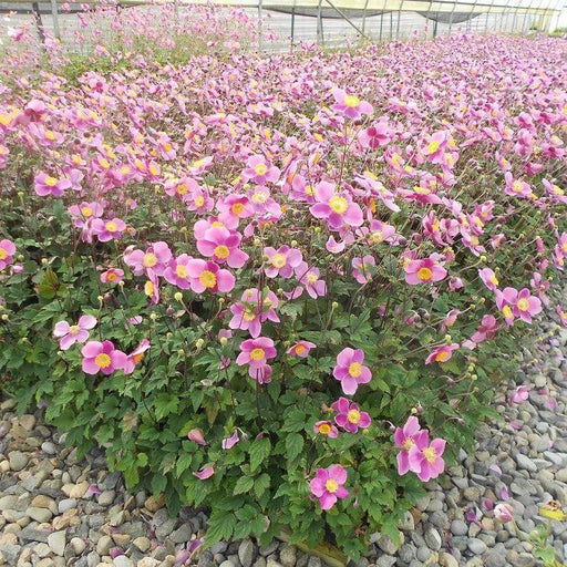 Anemone, Lucky Charm Anemone