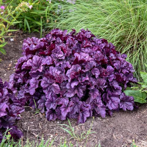 Coral Bells, Dolce® Wildberry Heuchera