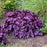 Coral Bells, Dolce® Wildberry Heuchera