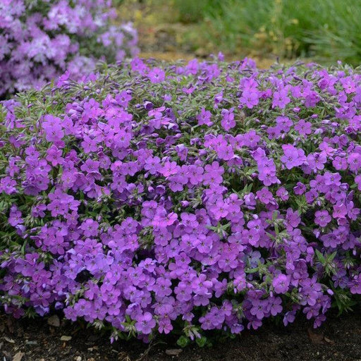 Phlox, PW® Purple Sprite Phlox
