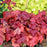 Coral Bells, Fire Alarm Heuchera