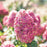 Hydrangea, Proven Winners® Limelight Prime® Hydrangea
