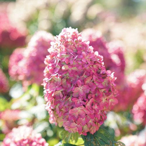Hydrangea, Proven Winners® Limelight Prime® Hydrangea