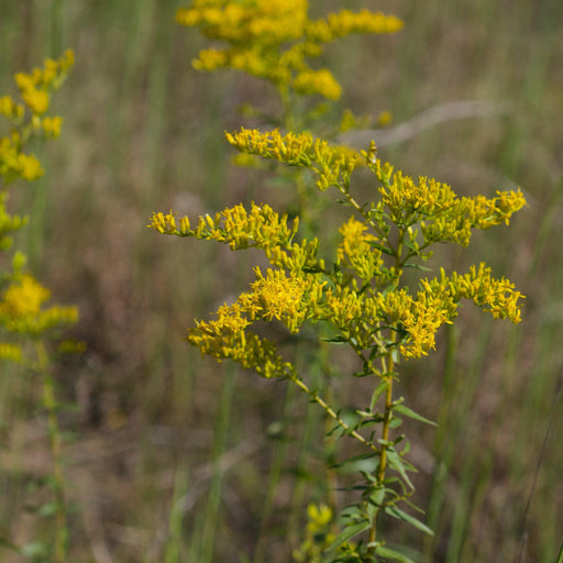 Goldenrod, Anise Scented Goldenrod