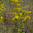 Solidago odora  - Anise Scented Goldenrod