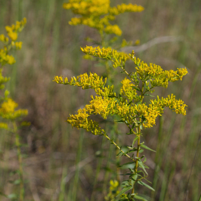 Solidago odora  - Anise Scented Goldenrod