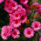 Aster, Vibrant Dome New England Aster