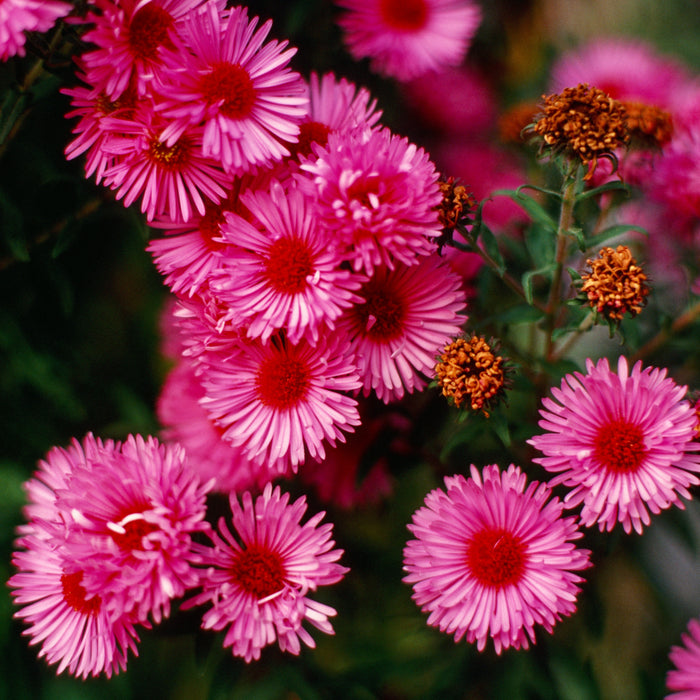 Aster, Vibrant Dome New England Aster