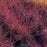 Grass, Blue Paradise Little Bluestem