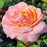Rose, Calypso Rose
