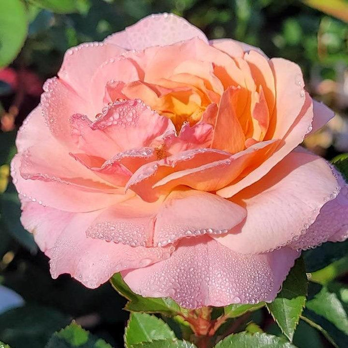 Rose, Calypso Rose