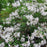 Azalea, Swamp Azalea